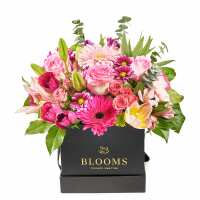 Read New York Blooms Reviews